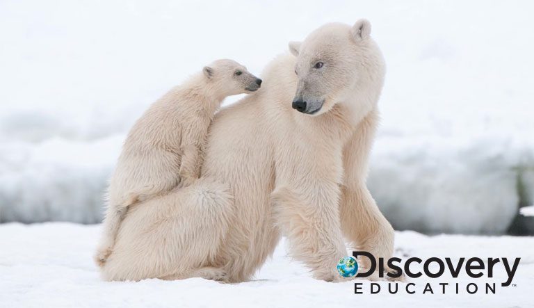 Classrooms Worldwide Invited to Join Discovery Education and Polar Bears International for an Exciting Virtual Field Trip to the Arctic Tundra